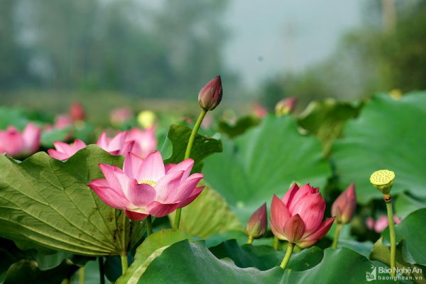 Sau Đồng Tháp, Nghệ An muốn trồng Hoa sen làm du lịch sinh thái