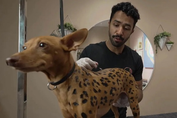 Cắt tỉa và tạo kiểu lông cho thú cưng, nghề kiếm bộn tiền ở Mỹ