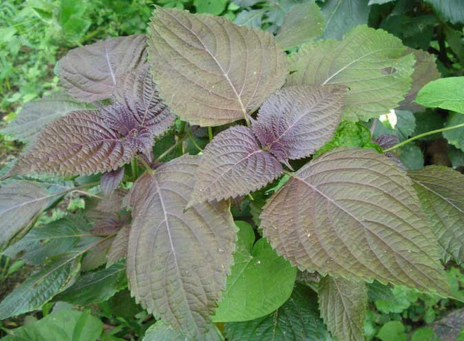 Công dụng chữa bệnh của lá tía tô