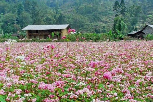 Cuối tháng 11 cùng đến Hà Giang ngắm Sắc Hoa Cao Nguyên Đá