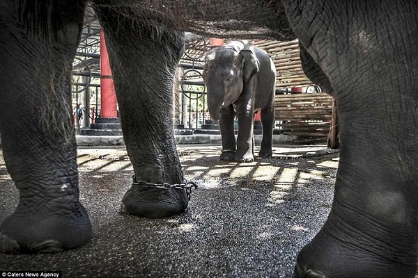 Nghiệt ngã cảnh giam cầm những động vật “sống chỉ để mua vui” ở Thái Lan