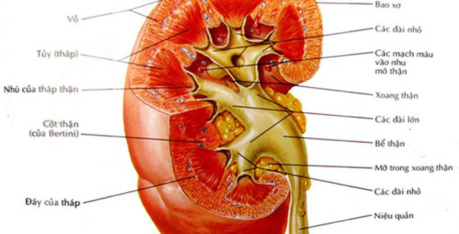 Những dấu hiệu dễ nhận biết của bệnh thận