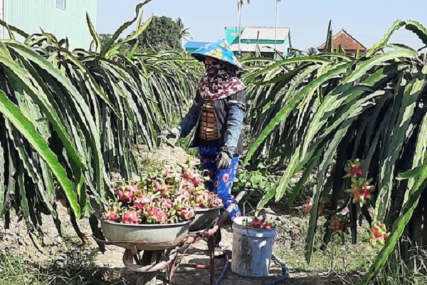 Xuất khẩu nông sản ĐBSCL – Bài 1: Niềm vui và nỗi lo với thanh long xuất khẩu