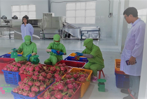 Canada hỗ trợ Hợp tác xã Nông nghiệp tìm kiếm thị trường xuất khẩu