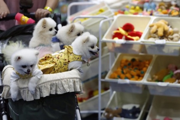 Ngành công nghiệp thú cưng bùng nổ mạnh mẽ ở Hàn Quốc