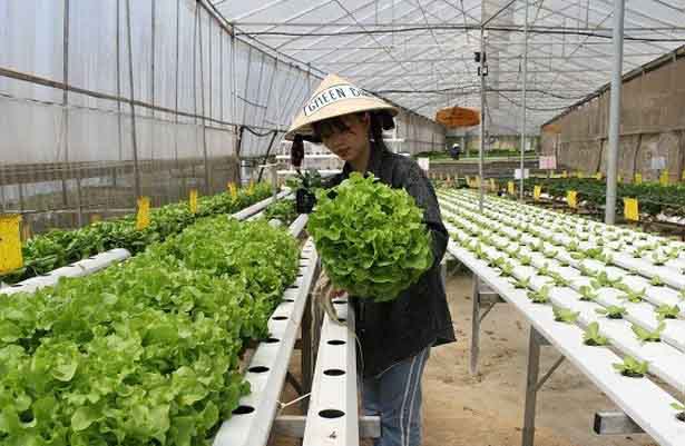 Mô hình quán cà phê kiêm vườn rau sạch thú vị ở Đà Lạt