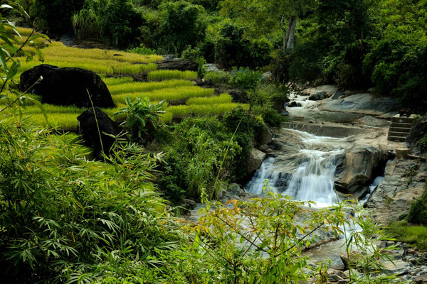 Đẹp mê hồn Đak Na mùa lúa chín tháng Năm