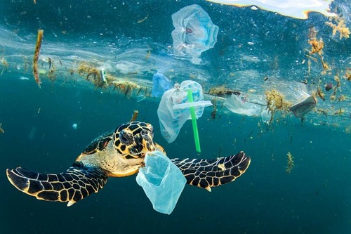 Tác Động Gây Ô Nhiễm Rác Thải Nhựa Trên Biển Tại Đà Nẵng
