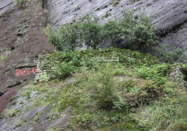 Loại trà đắt nhất thế giới, mỗi kg có giá tương đương một… tòa biệt thự