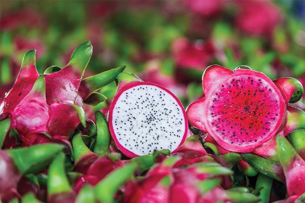 Hiểu thêm về những đặc điểm giống và khác nhau của thanh long ruột trắng và đỏ