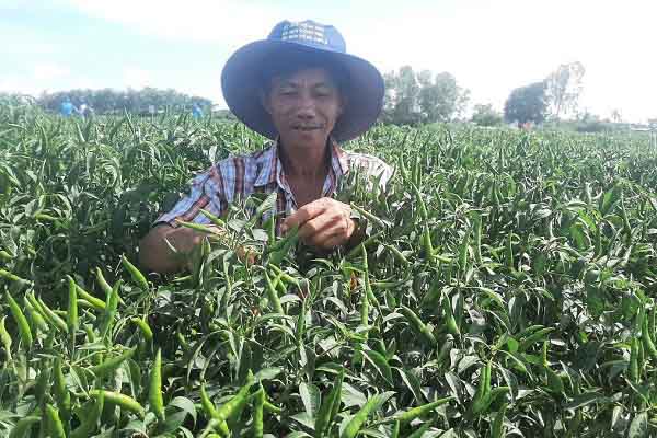Nông dân Tiền Giang làm giàu nhờ trồng ớt luân canh dưới chân ruộng