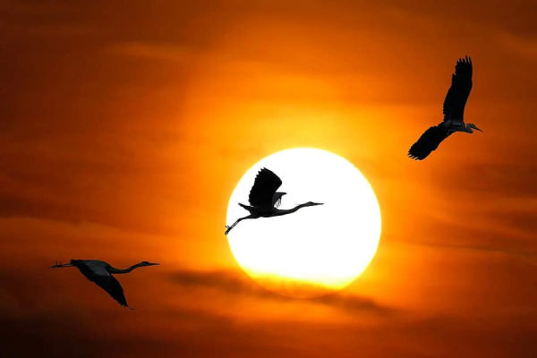 Earth.Org tổ chức cuộc thi ảnh Động vật hoang dã Thế giới tự nhiên 2021