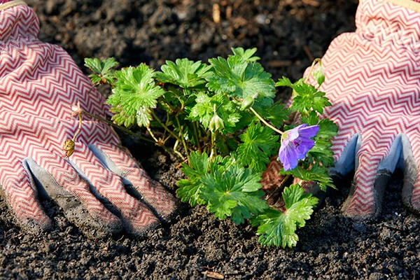 Giảm căng thẳng bằng cách ra ngoài vườn