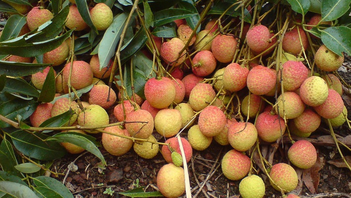 Nhiều siêu thị tăng thu mua vải thiều