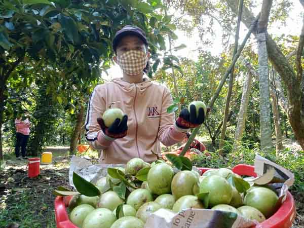 Loay hoay tìm đầu ra cho vựa trái cây ĐBSCL