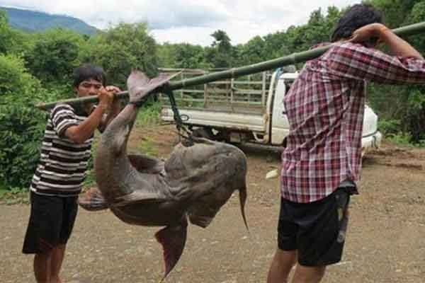 Cá chiên Việt Nam: Có ngoại hình kỳ lạ nhưng trị giá lên đến hàng chục triệu đồng