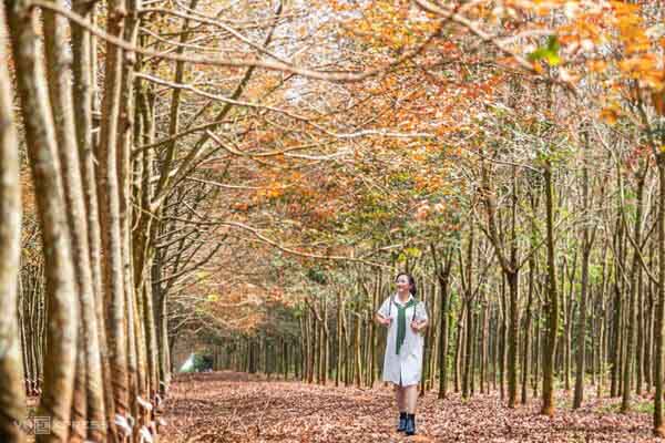 Dân mạng đua nhau check-in rừng cao su miền Đông mùa thay lá