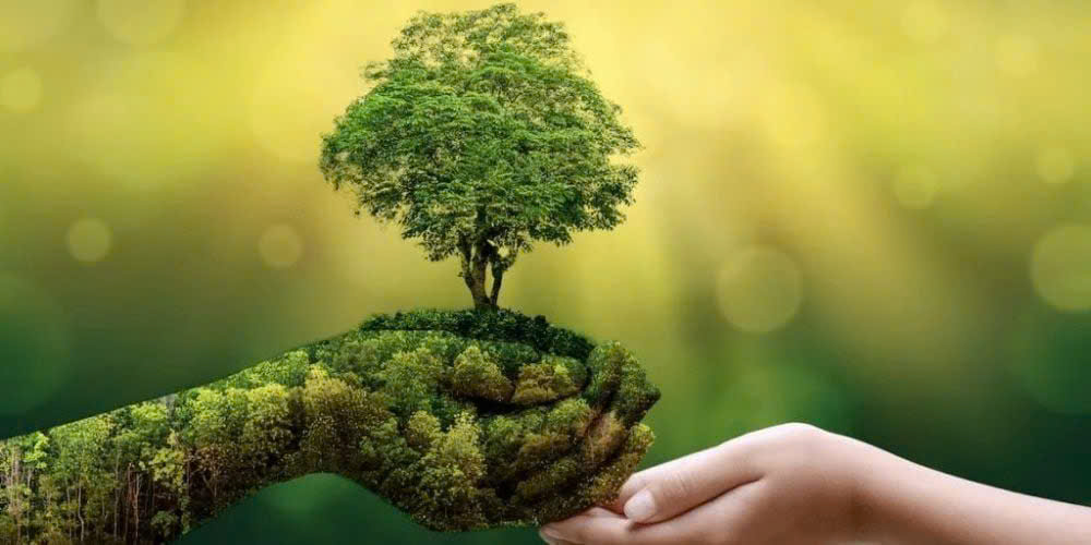 Sống xanh từ những điều giản đơn