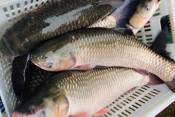 Cá trắm và tỏi