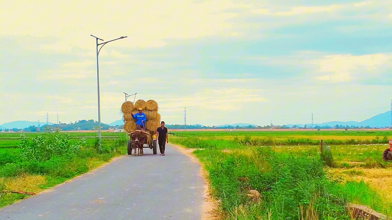 ‘Lối về xóm nhỏ’ – Giai điệu quê hương giữa nhịp sống vội