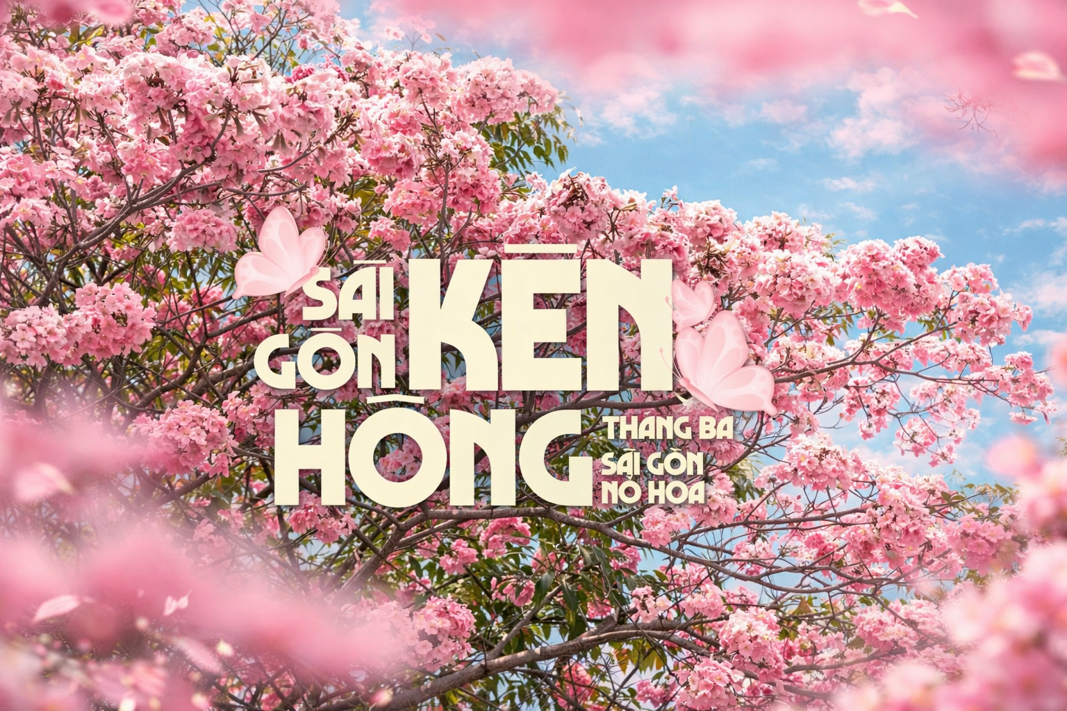 Hoa kèn hồng nở rộ: Giới trẻ rủ nhau check-in khắp mạng xã hội