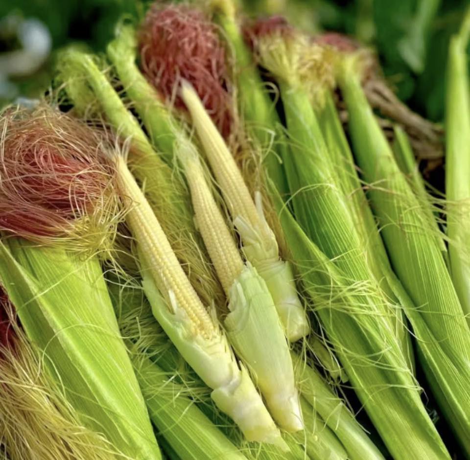 Trend bắp bao tử ăn cả vỏ: trải nghiệm ẩm thực nguyên bản đang gây sốt