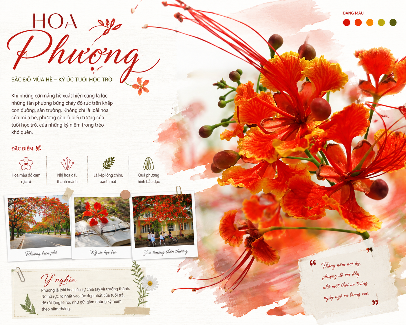 Phượng vĩ – Mùa hoa đỏ rựa lửa thanh xuân