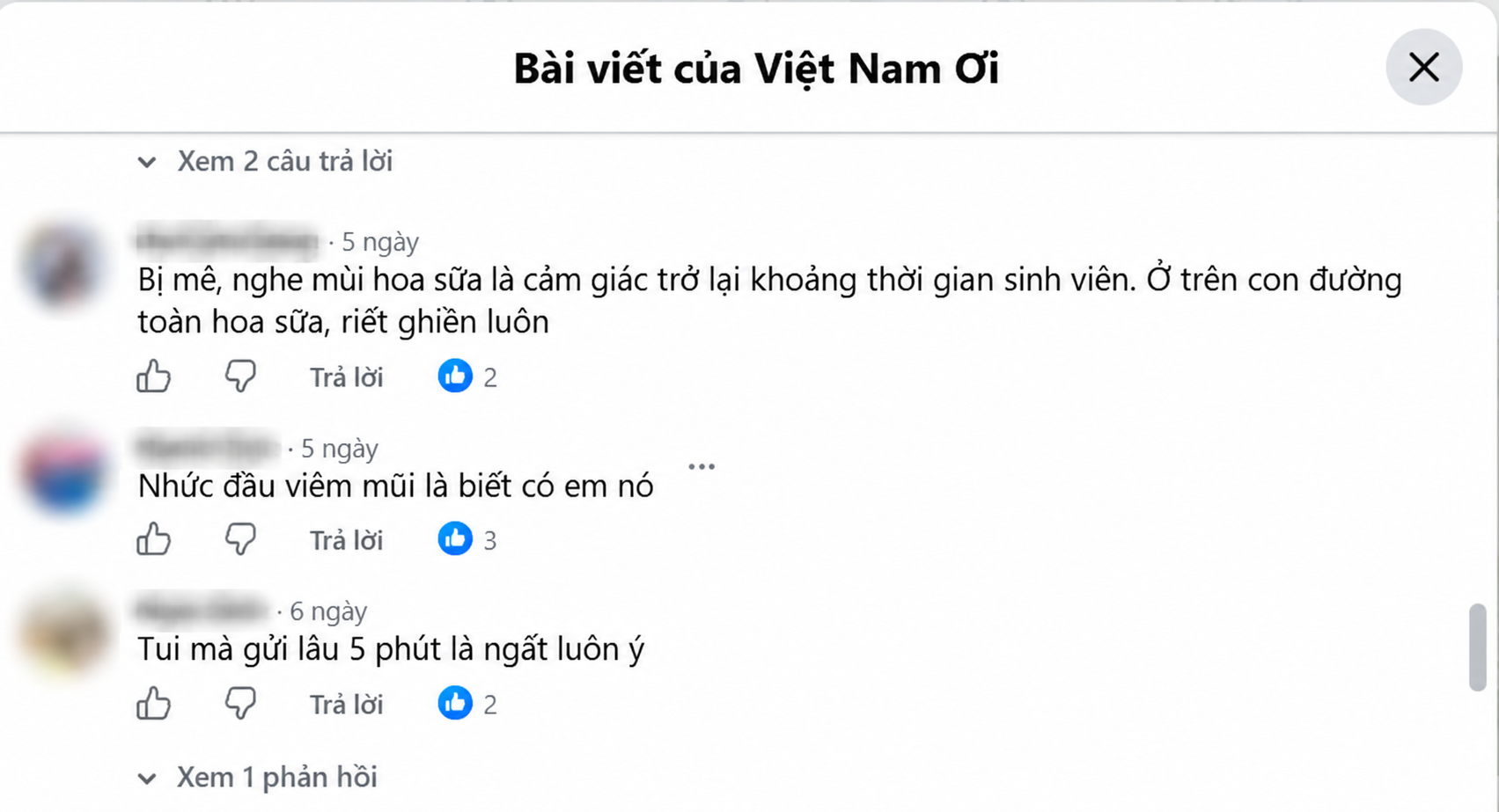 Mùa hoa sữa: Thơm đến mê, nồng đến ngán