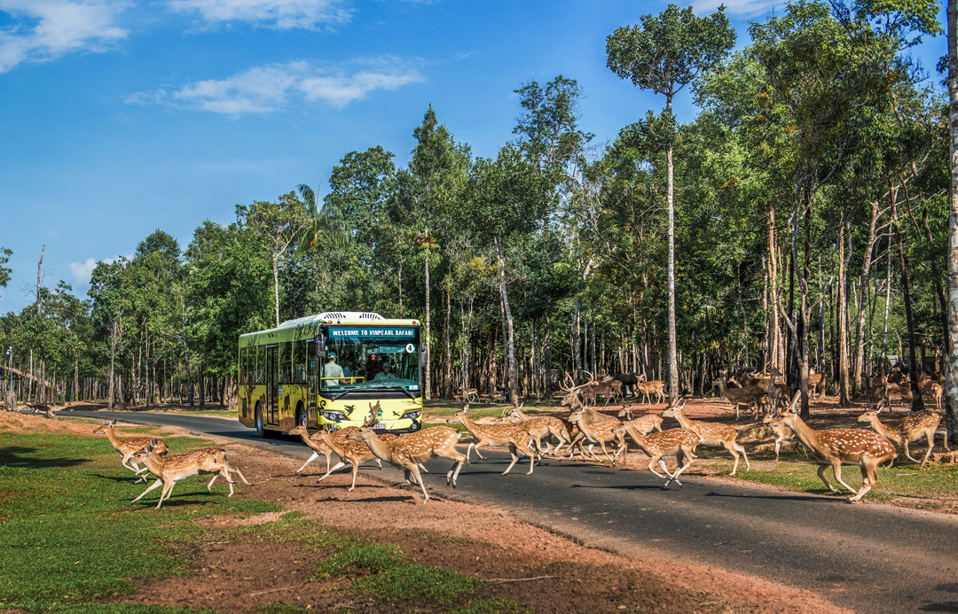 Nắm giữ 'kỷ lục kép' thế giới - Vinpearl Safari Phú Quốc 'khủng' cỡ nào?