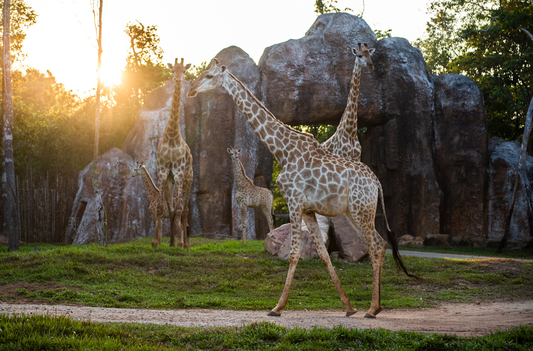 Nắm giữ 'kỷ lục kép' thế giới - Vinpearl Safari Phú Quốc 'khủng' cỡ nào?
