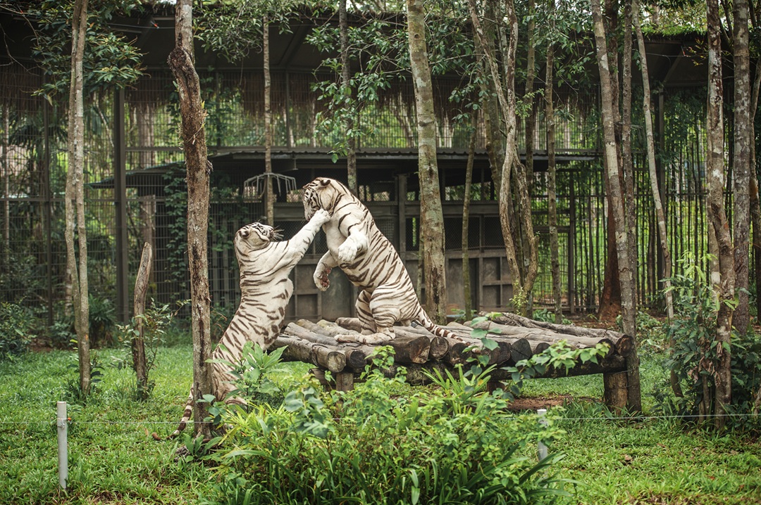 Nắm giữ 'kỷ lục kép' thế giới - Vinpearl Safari Phú Quốc 'khủng' cỡ nào?