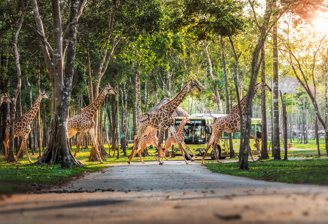 Nắm giữ 'kỷ lục kép' thế giới - Vinpearl Safari Phú Quốc 'khủng' cỡ nào?