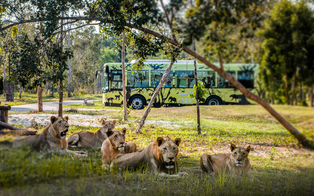 Nắm giữ ‘kỷ lục kép’ thế giới – Vinpearl Safari Phú Quốc ‘khủng’ cỡ nào?